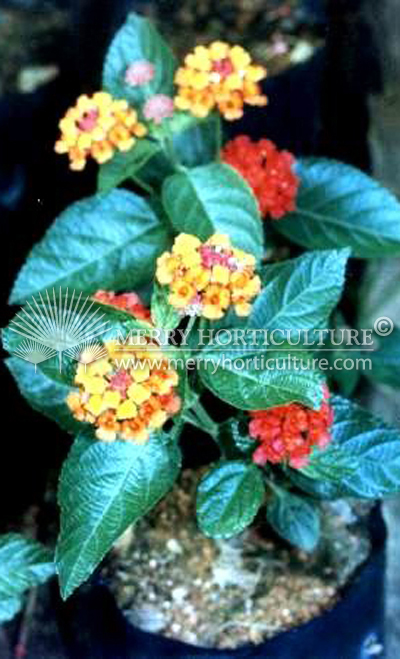 Lantana thai spp